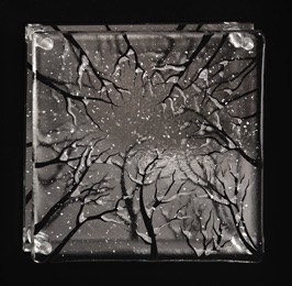 Lookin Up in Winter
10" x 10"
$270 Lookin Up in Winter
10" x 10"
$270